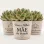 Coleção Fiona